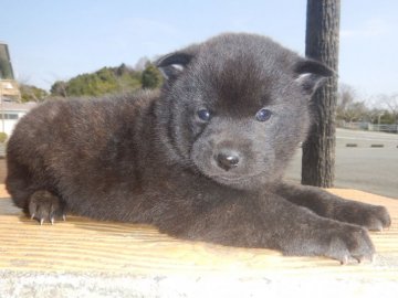 甲斐犬【鹿児島県・女の子・2022年2月17日・中虎毛】の写真「優良血統の賢い仔犬です」