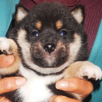 柴犬(豆柴)【鹿児島県・男の子・2022年11月15日・黒色】の写真「優良血統で元気で人懐こい家庭犬向きの仔犬」