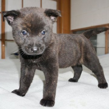 甲斐犬【鹿児島県・男の子・2023年9月21日・中虎毛】の写真「天然記念物指定の優良血統で訓練性能・運動能力抜群！」