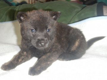 甲斐犬【鹿児島県・男の子・2022年1月1日・中虎毛】の写真「優良血統の賢い仔犬です」