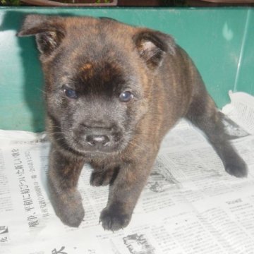 甲斐犬【鹿児島県・女の子・2022年10月17日・赤虎毛】の写真「天然記念物指定の優良血統で訓練性能・運動能力抜群！」