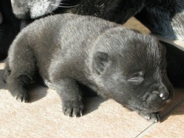 甲斐犬【鹿児島県・男の子・2016年11月27日・黒虎毛】の写真「優良血統・天然記念物・生体補償付き」