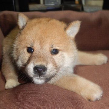 柴犬(標準サイズ)【鹿児島県・男の子・2023年4月30日・赤】の写真「優良血統で元気で人懐こい家庭犬向きの仔犬」