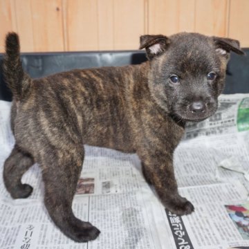 甲斐犬【鹿児島県・男の子・2024年6月20日・赤虎毛】の写真「天然記念物指定の優良血統で訓練性能・運動能力抜群！」