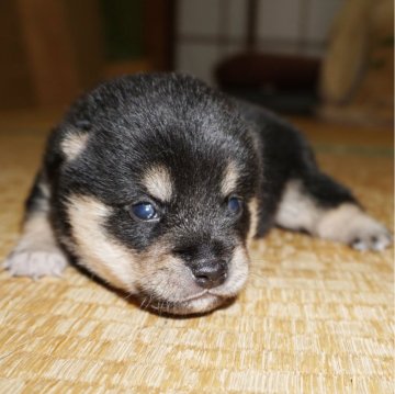 柴犬(豆柴)【鹿児島県・男の子・2024年4月5日・黒】の写真「優良血統で元気で人懐こい家庭犬向きの仔犬」