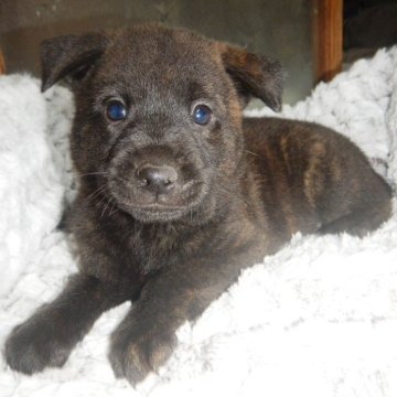 甲斐犬【鹿児島県・女の子・2023年5月28日・中虎毛】の写真「天然記念物指定の優良血統で訓練性能・運動能力抜群！」