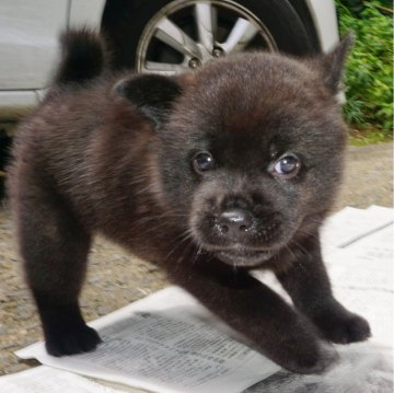 甲斐犬【鹿児島県・女の子・2024年5月29日・黒虎毛】の写真「天然記念物指定の優良血統で訓練性能・運動能力抜群！」