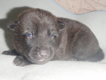 甲斐犬【鹿児島県・男の子・2021年10月12日・中虎毛】の写真「優良血統の賢い仔犬です」