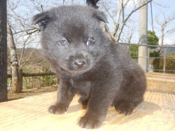 甲斐犬【鹿児島県・女の子・2022年2月17日・中虎毛】の写真「優良血統の賢い仔犬です」