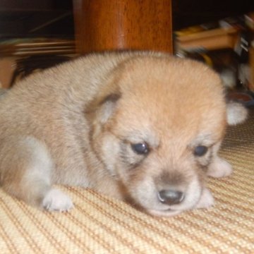 柴犬(豆柴)【鹿児島県・男の子・2023年8月19日・赤】の写真「優良血統で元気で人懐こい家庭犬向きの仔犬」