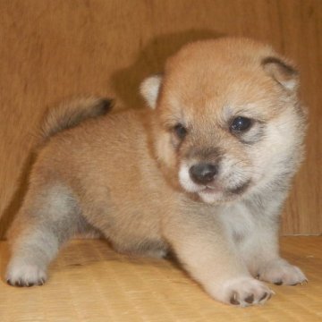 柴犬(豆柴)【鹿児島県・男の子・2023年9月22日・赤】の写真「優良血統で元気で人懐こい家庭犬向きの仔犬」