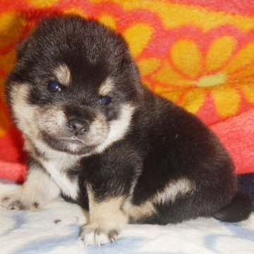 柴犬(豆柴)【鹿児島県・男の子・2023年2月6日・黒】の写真「優良血統で元気で人懐こい家庭犬向きの仔犬」