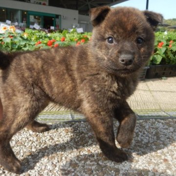 甲斐犬【鹿児島県・男の子・2023年4月2日・赤虎毛】の写真「天然記念物指定の優良血統で訓練性能・運動能力抜群！」