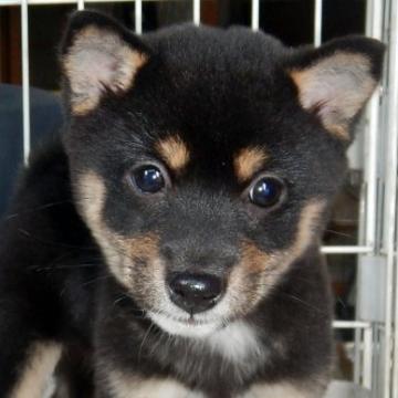 柴犬(豆柴)【鹿児島県・女の子・2022年8月19日・黒色】の写真「優良血統で元気で人懐こい家庭犬向きの仔犬」