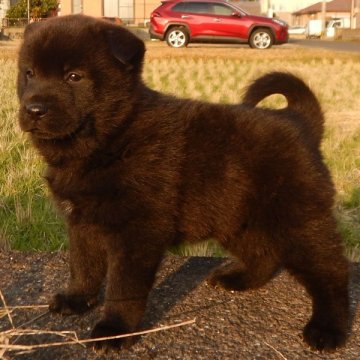 甲斐犬【鹿児島県・男の子・2019年11月27日・中虎毛】の写真「優良血統の賢い仔犬です」