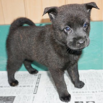 甲斐犬【鹿児島県・女の子・2024年4月15日・黒虎毛】の写真「天然記念物指定の優良血統で訓練性能・運動能力抜群！」