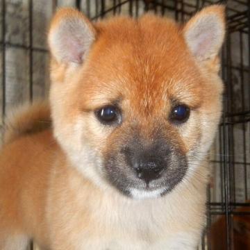 柴犬(豆柴)【鹿児島県・男の子・2022年8月16日・赤色】の写真「優良血統で元気で人懐こい家庭犬向きの仔犬」