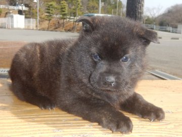 甲斐犬【鹿児島県・男の子・2022年2月17日・中虎毛】の写真「優良血統の賢い仔犬です」