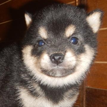 柴犬(豆柴)【鹿児島県・女の子・2022年9月22日・黒色】の写真「優良血統で元気で人懐こい家庭犬向きの仔犬」