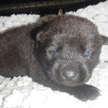 甲斐犬【鹿児島県・男の子・2023年3月8日・黒虎毛】の写真「天然記念物指定の優良血統で訓練性能・運動能力抜群！」