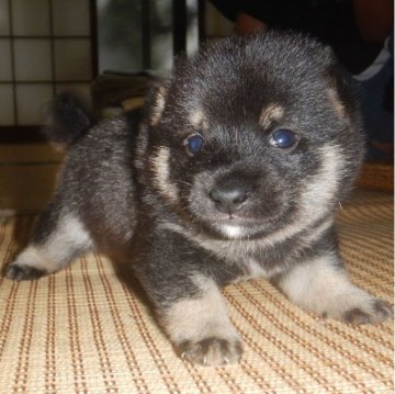 柴犬(豆柴)【鹿児島県・男の子・2023年7月29日・黒】の写真「優良血統で元気で人懐こい家庭犬向きの仔犬」