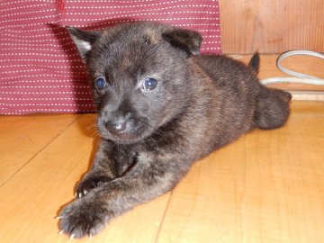 甲斐犬【鹿児島県・女の子・2016年6月12日・中虎毛】の写真「」