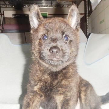 甲斐犬【鹿児島県・男の子・2022年7月25日・赤虎毛】の写真「天然記念物指定の優良血統で訓練性能・運動能力抜群！」