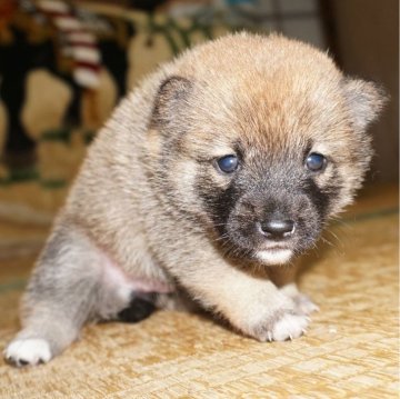 柴犬(豆柴)【鹿児島県・女の子・2024年3月28日・赤】の写真「優良血統で元気で人懐こい家庭犬向きの仔犬」