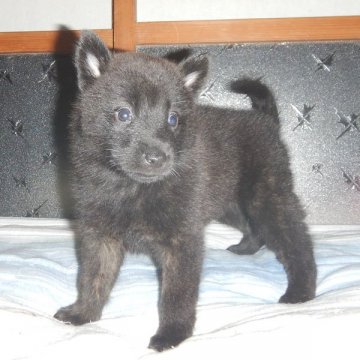 甲斐犬【鹿児島県・女の子・2020年8月6日・中虎毛】の写真「優良血統の賢い仔犬です」