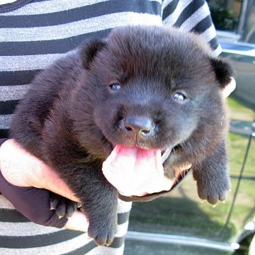 甲斐犬【鹿児島県・男の子・2019年6月23日・黒虎毛】の写真「とても元気な優良血統の仔犬です。」