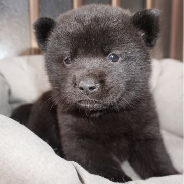 甲斐犬【鹿児島県・女の子・2024年4月1日・黒虎毛】の写真「天然記念物指定の優良血統で訓練性能・運動能力抜群！」