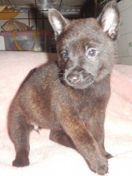 甲斐犬【鹿児島県・女の子・2021年5月15日・中虎毛】の写真「優良血統の賢い仔犬です」