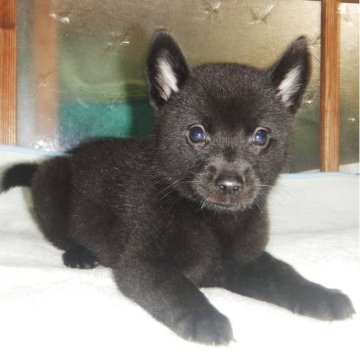 甲斐犬【鹿児島県・男の子・2023年8月10日・黒虎毛】の写真「天然記念物指定の優良血統で訓練性能・運動能力抜群！」