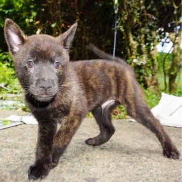 甲斐犬【鹿児島県・男の子・2024年4月28日・赤虎毛】の写真「天然記念物指定の優良血統で訓練性能・運動能力抜群！」