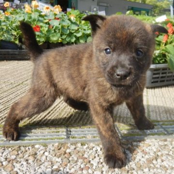 甲斐犬【鹿児島県・女の子・2023年4月2日・赤虎毛】の写真「天然記念物指定の優良血統で訓練性能・運動能力抜群！」