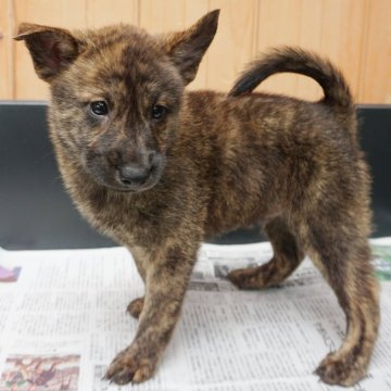 甲斐犬【鹿児島県・男の子・2024年6月1日・赤虎毛】の写真「天然記念物指定の優良血統で訓練性能・運動能力抜群！」