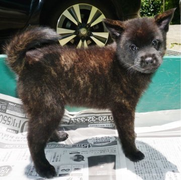 甲斐犬【鹿児島県・女の子・2024年4月15日・中虎毛】の写真「天然記念物指定の優良血統で訓練性能・運動能力抜群！」