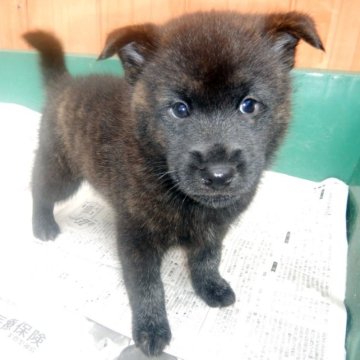 甲斐犬【鹿児島県・男の子・2022年11月27日・中虎毛】の写真「天然記念物指定の優良血統で訓練性能・運動能力抜群！」