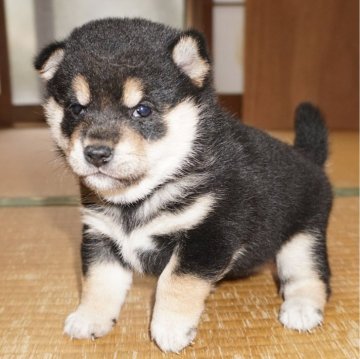 柴犬(豆柴)【鹿児島県・女の子・2023年11月26日・黒】の写真「優良血統で元気で人懐こい家庭犬向きの仔犬」