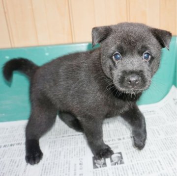 甲斐犬【鹿児島県・女の子・2024年4月15日・黒虎毛】の写真「天然記念物指定の優良血統で訓練性能・運動能力抜群！」