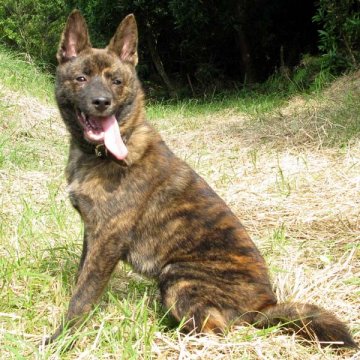 甲斐犬【鹿児島県・男の子・2010年6月7日・赤虎毛】の写真「」