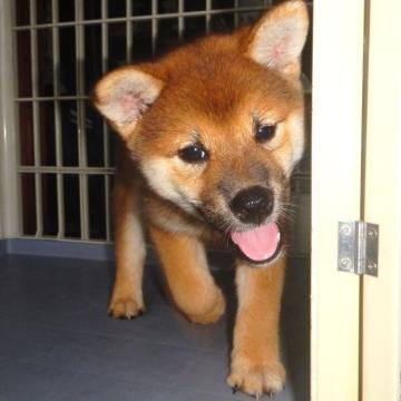 柴犬(標準サイズ)【鹿児島県・女の子・2022年6月1日・赤色】の写真「天然記念物指定の優良血統で活発な家庭犬向きの仔犬」