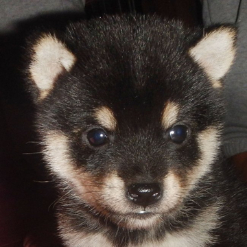 柴犬(豆柴)【鹿児島県・男の子・2022年9月22日・黒色】の写真「とても小さくて人懐こい家庭犬向きの小豆柴です」