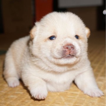 柴犬(豆柴)【鹿児島県・男の子・2023年12月3日・白】の写真「優良血統で元気で人懐こい家庭犬向きの仔犬」