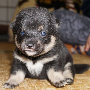 柴犬(豆柴)【鹿児島県・女の子・2024年3月26日・黒】の写真「優良血統で元気で人懐こい家庭犬向きの仔犬」