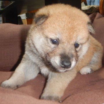 柴犬(標準サイズ)【鹿児島県・女の子・2023年5月12日・赤】の写真「優良血統で元気で人懐こい家庭犬向きの仔犬」