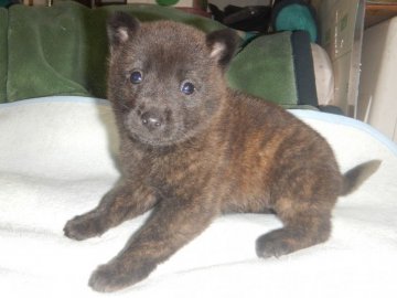 甲斐犬【鹿児島県・女の子・2022年1月1日・赤虎毛】の写真「優良血統の賢い仔犬です」