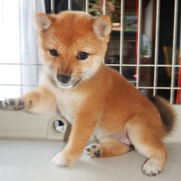 柴犬(豆柴)【鹿児島県・女の子・2022年9月1日・赤色】の写真「優良血統で元気で人懐こい家庭犬向きの仔犬」