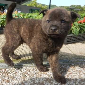 甲斐犬【鹿児島県・男の子・2023年4月2日・赤虎毛】の写真「天然記念物指定の優良血統で訓練性能・運動能力抜群！」