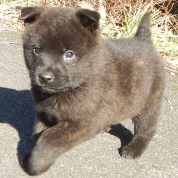 甲斐犬【鹿児島県・男の子・2023年1月3日・中虎毛】の写真「天然記念物指定の優良血統で訓練性能・運動能力抜群！」